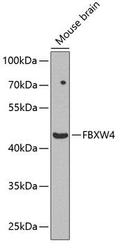 SHFM3 / FBXW4 Antibody - Western blot analysis of extracts of mouse brain using FBXW4 Polyclonal Antibody at dilution of 1:1000.