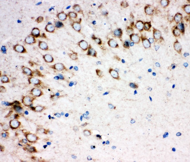 SHH / Sonic Hedgehog Antibody - Sonic Hedgehog antibody IHC-paraffin: Rat Brain Tissue.