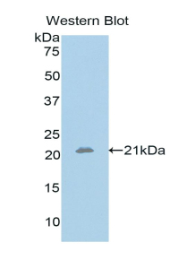 SHH / Sonic Hedgehog Antibody - Western blot of recombinant Sonic Hedgehog / SHH.  This image was taken for the unconjugated form of this product. Other forms have not been tested.