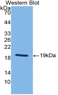 SHH / Sonic Hedgehog Antibody - Western Blot; Sample: Recombinant protein.