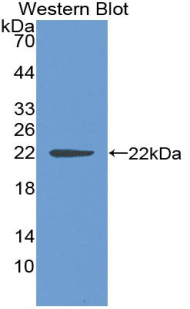 SHH / Sonic Hedgehog Antibody - Western blot of recombinant Sonic Hedgehog / SHH.