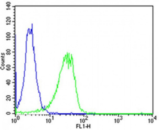 SHH / Sonic Hedgehog Antibody - Flow cytometric of HeLa cells using (Mouse) Shh Antibody (green) compared to an isotype control of rabbit IgG (blue) diluted at 1:25 dilution. An Alexa Fluor 488 goat anti-rabbit lgG at 1:400 dilution was used as the secondary antibody.