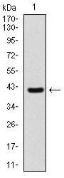 SHH / Sonic Hedgehog Antibody - Western blot using SHH monoclonal antibody against human SHH recombinant protein. (Expected MW is 41 kDa)