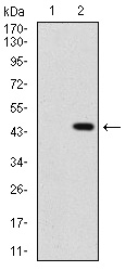 SHH / Sonic Hedgehog Antibody - Western blot using SHH monoclonal antibody against HEK293 (1) and SHH (AA: 26-161)-hIgGFc transfected HEK293 (2) cell lysate.