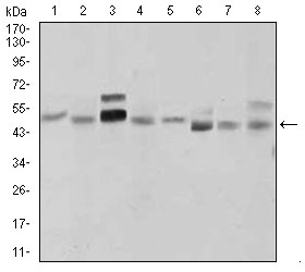 SHH / Sonic Hedgehog Antibody - Western blot using SHH mouse monoclonal antibody against LNCaP (1), HepG2 (2), PANC-1 (3),HeLa (4), SK-N-SH (5), F9 (6), NIH3T3 (7), and COS7 (8) cell lysate.