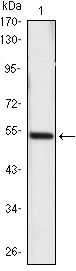 SHH / Sonic Hedgehog Antibody - Western blot of SHH mAb against SHH-hIgGFc transfected HEK293 cell lysate.