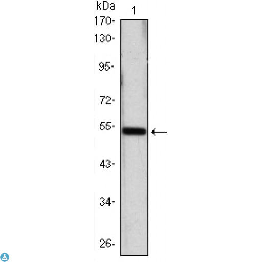 SHH / Sonic Hedgehog Antibody - Western Blot (WB) analysis using Shh Monoclonal Antibody against SHH-hIgGFc transfected HEK293 cell lysate.