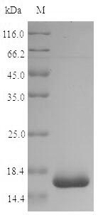 60 kDa chaperonin Protein - (Tris-Glycine gel) Discontinuous SDS-PAGE (reduced) with 5% enrichment gel and 15% separation gel.