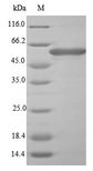 fliC Protein - (Tris-Glycine gel) Discontinuous SDS-PAGE (reduced) with 5% enrichment gel and 15% separation gel.