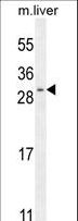 SHISA3 Antibody - SHISA3 Antibody western blot of mouse liver tissue lysates (35 ug/lane). The SHISA3 antibody detected the SHISA3 protein (arrow).