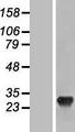 SHISA3 Protein - Western validation with an anti-DDK antibody * L: Control HEK293 lysate R: Over-expression lysate