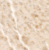 SHISA4 Antibody - Immunohistochemistry of SHISA4 in mouse brain tissue with SHISA4 antibody at 2.5 ug/ml.
