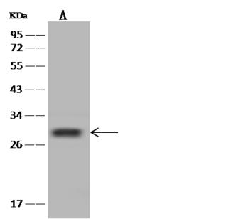SHISA5 / SCOTIN Antibody - Anti-SHISA5 rabbit polyclonal antibody at 1:500 dilution. Lane A: HepG2 Whole Cell Lysate. Lysates/proteins at 30 ug per lane. Secondary: Goat Anti-Rabbit IgG (H+L)/HRP at 1/10000 dilution. Developed using the ECL technique. Performed under reducing conditions. Predicted band size: 26 kDa. Observed band size: 28 kDa.