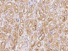 SHISA5 / SCOTIN Antibody - Immunochemical staining of human SHISA5 in human kidney with rabbit polyclonal antibody at 1:100 dilution, formalin-fixed paraffin embedded sections.