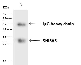 SHISA5 / SCOTIN Antibody - SHISA5 was immunoprecipitated using: Lane A: 0.5 mg HepG2 Whole Cell Lysate. 4 uL anti-SHISA5 rabbit polyclonal antibody and 60 ug of Immunomagnetic beads Protein A/G. Primary antibody: Anti-SHISA5 rabbit polyclonal antibody, at 1:100 dilution. Secondary antibody: Goat Anti-Rabbit IgG (H+L)/HRP at 1/10000 dilution. Developed using the ECL technique. Performed under reducing conditions. Predicted band size: 26 kDa. Observed band size: 28 kDa.