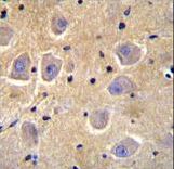SHISA6 Antibody - SHISA6 Antibody immunohistochemistry of formalin-fixed and paraffin-embedded human brain tissue followed by peroxidase-conjugated secondary antibody and DAB staining.