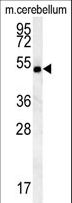 SHISA7 Antibody - hCG_2039146 Antibody western blot of mouse cerebellum tissue lysates (15 ug/lane). The CG_2039146 antibody detected CG_2039146 protein (arrow).