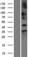 SHISA9 Protein - Western validation with an anti-DDK antibody * L: Control HEK293 lysate R: Over-expression lysate