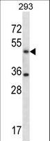 SHMT / SHMT1 Antibody - SHMT1 Antibody western blot of 293 cell line lysates (35 ug/lane). The SHMT1 antibody detected the SHMT1 protein (arrow).