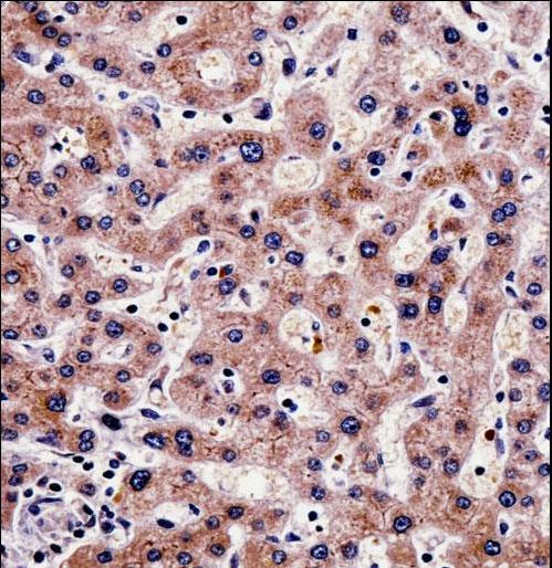 SHMT / SHMT1 Antibody - SHMT1 Antibody immunohistochemistry of formalin-fixed and paraffin-embedded human liver tissue followed by peroxidase-conjugated secondary antibody and DAB staining.