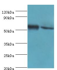 SHMT / SHMT1 Antibody - Western blot. All lanes: Serine hydroxymethyltransferase, cytosolic antibody at 7 ug/ml. Lane 1: HeLa whole cell lysate. Lane 2: HepG2 whole cell lysate. secondary Goat polyclonal to rabbit at 1:10000 dilution. Predicted band size: 53 kDa. Observed band size: 53 kDa.