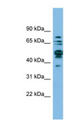 SHMT / SHMT1 Antibody - SHMT1 antibody Western blot of A549 cell lysate. This image was taken for the unconjugated form of this product. Other forms have not been tested.