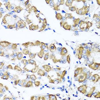 SHMT / SHMT1 Antibody - Immunohistochemistry of paraffin-embedded human stomach tissue.