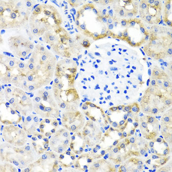 SHMT / SHMT1 Antibody - Immunohistochemistry of paraffin-embedded rat kidney tissue.