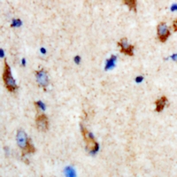 SHMT / SHMT1 Antibody - Immunohistochemical analysis of SHMT1 staining in rat brain formalin fixed paraffin embedded tissue section. The section was pre-treated using heat mediated antigen retrieval with sodium citrate buffer (pH 6.0). The section was then incubated with the antibody at room temperature and detected using an HRP conjugated compact polymer system. DAB was used as the chromogen. The section was then counterstained with hematoxylin and mounted with DPX.