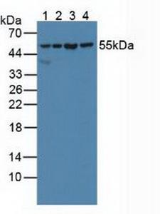 SHMT / SHMT2 Antibody - Western Blot; Sample: Lane1: Human Lung Tissue; Lane2: Human 293T Cells; Lane3: Human Hela Cells; Lane4: Porcine Pancreas Tissue.