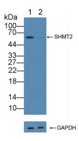 SHMT / SHMT2 Antibody - Knockout Varification: Lane 1: Wild-type 293T cell lysate; Lane 2: SHMT2 knockout 293T cell lysate; Predicted MW: 54kd Observed MW: 55kd Primary Ab: 1µg/ml Rabbit Anti-Human SHMT2 Antibody Second Ab: 0.2µg/mL HRP-Linked Caprine Anti-Rabbit IgG Polyclonal Antibody