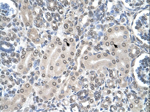 SHMT / SHMT2 Antibody - SHMT2 antibody SHMT2(serine hydroxymethyltransferase 2 (mitochondrial)) Antibody was used in IHC to stain formalin-fixed, paraffin-embedded human kidney.  This image was taken for the unconjugated form of this product. Other forms have not been tested.
