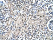 SHMT / SHMT2 Antibody - SHMT2 antibody SHMT2(serine hydroxymethyltransferase 2 (mitochondrial)) Antibody was used in IHC to stain formalin-fixed, paraffin-embedded human kidney.  This image was taken for the unconjugated form of this product. Other forms have not been tested.