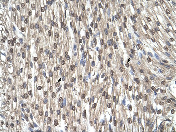 SHMT / SHMT2 Antibody - SHMT2 antibody SHMT2(serine hydroxymethyltransferase 2 (mitochondrial)) Antibody was used in IHC to stain formalin-fixed, paraffin-embedded human heart.  This image was taken for the unconjugated form of this product. Other forms have not been tested.