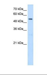 SHMT / SHMT2 Antibody - HepG2 cell lysate. Antibody concentration: 2.5 ug/ml. Gel concentration: 12%.  This image was taken for the unconjugated form of this product. Other forms have not been tested.