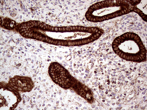 SHMT / SHMT2 Antibody - Immunohistochemical staining of paraffin-embedded Human endometrium tissue within the normal limits using anti-SHMT2 mouse monoclonal antibody. (Heat-induced epitope retrieval by 1mM EDTA in 10mM Tris buffer. (pH8.5) at 120°C for 3 min. (1:500)