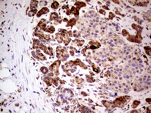 SHMT / SHMT2 Antibody - Immunohistochemical staining of paraffin-embedded Human pancreas tissue within the normal limits using anti-SHMT2 mouse monoclonal antibody. (Heat-induced epitope retrieval by 1mM EDTA in 10mM Tris buffer. (pH8.5) at 120°C for 3 min. (1:500)