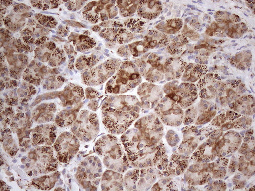 SHMT / SHMT2 Antibody - Immunohistochemical staining of paraffin-embedded Human pancreas tissue within the normal limits using anti-SHMT2 mouse monoclonal antibody. (Heat-induced epitope retrieval by 1mM EDTA in 10mM Tris buffer. (pH8.5) at 120°C for 3 min. (1:150)