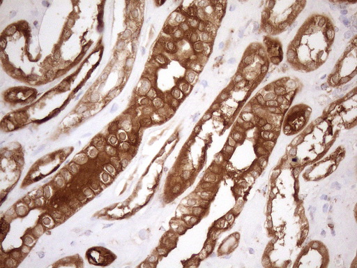 SHMT / SHMT2 Antibody - Immunohistochemical staining of paraffin-embedded Human Kidney tissue within the normal limits using anti-SHMT2 mouse monoclonal antibody. (Heat-induced epitope retrieval by 1mM EDTA in 10mM Tris buffer. (pH8.5) at 120°C for 3 min. (1:150)