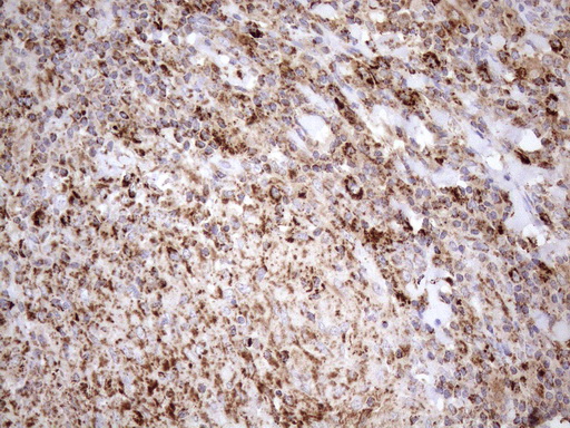 SHMT / SHMT2 Antibody - Immunohistochemical staining of paraffin-embedded Human lymph node tissue within the normal limits using anti-SHMT2 mouse monoclonal antibody. (Heat-induced epitope retrieval by 1mM EDTA in 10mM Tris buffer. (pH8.5) at 120°C for 3 min. (1:150)