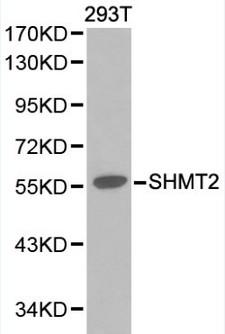 SHMT / SHMT2 Antibody - Western blot of SHMT2 pAb in extracts from 293T cells.