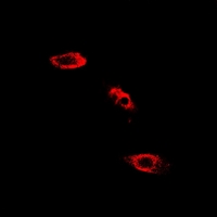 SHMT / SHMT2 Antibody - Immunofluorescent analysis of SHMT2 staining in HepG2 cells. Formalin-fixed cells were permeabilized with 0.1% Triton X-100 in TBS for 5-10 minutes and blocked with 3% BSA-PBS for 30 minutes at room temperature. Cells were probed with the primary antibody in 3% BSA-PBS and incubated overnight at 4 deg C in a humidified chamber. Cells were washed with PBST and incubated with a DyLight 594-conjugated secondary antibody (red) in PBS at room temperature in the dark.