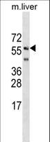 SHOC2 Antibody - SHOC2 Antibody western blot of mouse liver tissue lysates (35 ug/lane). The SHOC2 antibody detected the SHOC2 protein (arrow).