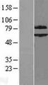 SHOC2 Protein - Western validation with an anti-DDK antibody * L: Control HEK293 lysate R: Over-expression lysate