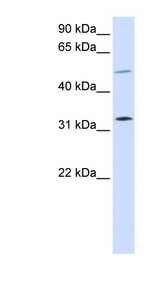 SHOX2 Antibody - SHOX2 antibody Western blot of 293T cell lysate. This image was taken for the unconjugated form of this product. Other forms have not been tested.