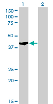 SHOX2 Antibody - Western Blot analysis of SHOX2 expression in transfected 293T cell line by SHOX2 monoclonal antibody (M01), clone 1D1.Lane 1: SHOX2 transfected lysate(37.6 KDa).Lane 2: Non-transfected lysate.