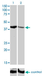 SHOX2 Antibody - Western blot analysis of SHOX2 over-expressed 293 cell line, cotransfected with SHOX2 Validated Chimera RNAi (Lane 2) or non-transfected control (Lane 1). Blot probed with SHOX2 monoclonal antibody (M01), clone 1D1 . GAPDH ( 36.1 kDa ) used as specificity and loading control.