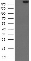 SHPRH Antibody - HEK293T cells were transfected with the pCMV6-ENTRY control (Left lane) or pCMV6-ENTRY SHPRH (Right lane) cDNA for 48 hrs and lysed. Equivalent amounts of cell lysates (5 ug per lane) were separated by SDS-PAGE and immunoblotted with anti-SHPRH.