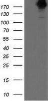 SHPRH Antibody - HEK293T cells were transfected with the pCMV6-ENTRY control (Left lane) or pCMV6-ENTRY SHPRH (Right lane) cDNA for 48 hrs and lysed. Equivalent amounts of cell lysates (5 ug per lane) were separated by SDS-PAGE and immunoblotted with anti-SHPRH.
