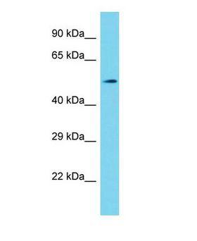 SHQ1 Antibody - Western blot of Shq1 Antibody - N-terminal region in Mouse Stomach cells lysate.  This image was taken for the unconjugated form of this product. Other forms have not been tested.